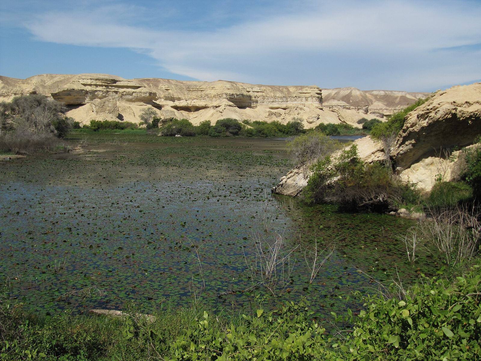 Mini oasis in the namibe desert, Angola