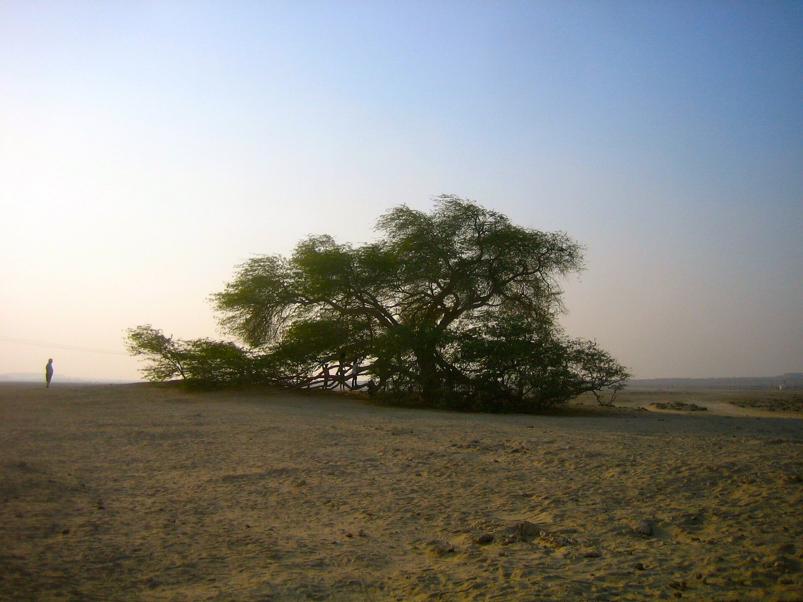 Tree of life, alone in the middle of the desert, Bahrain - البحرين