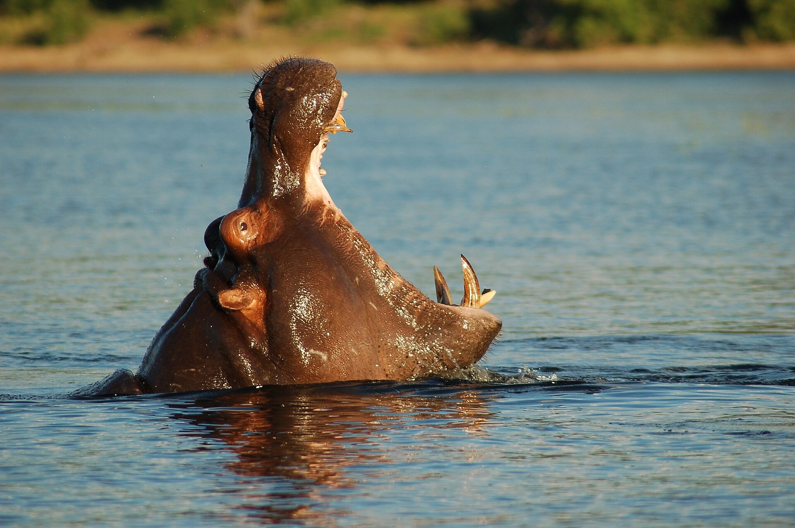 Chobe River Front, Botswana (2625496300)