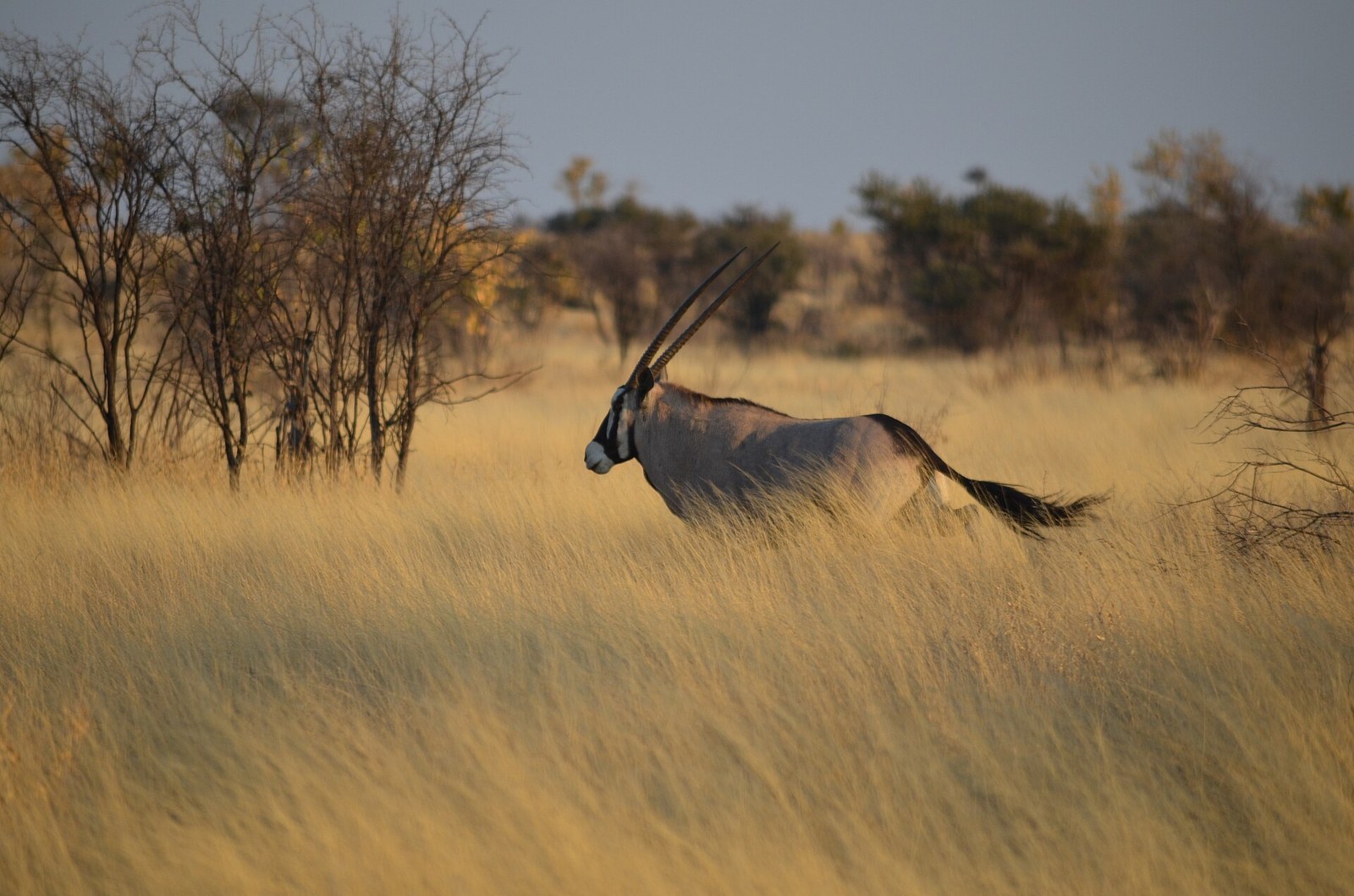 Oryx running (8025786809)