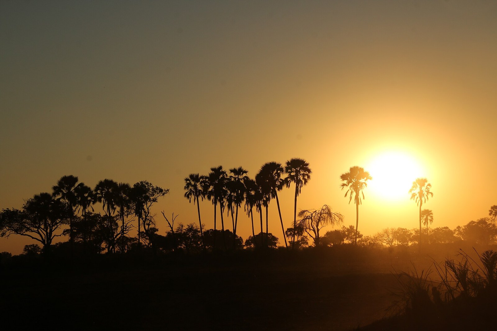 Palmen im Okavangodelta (02)