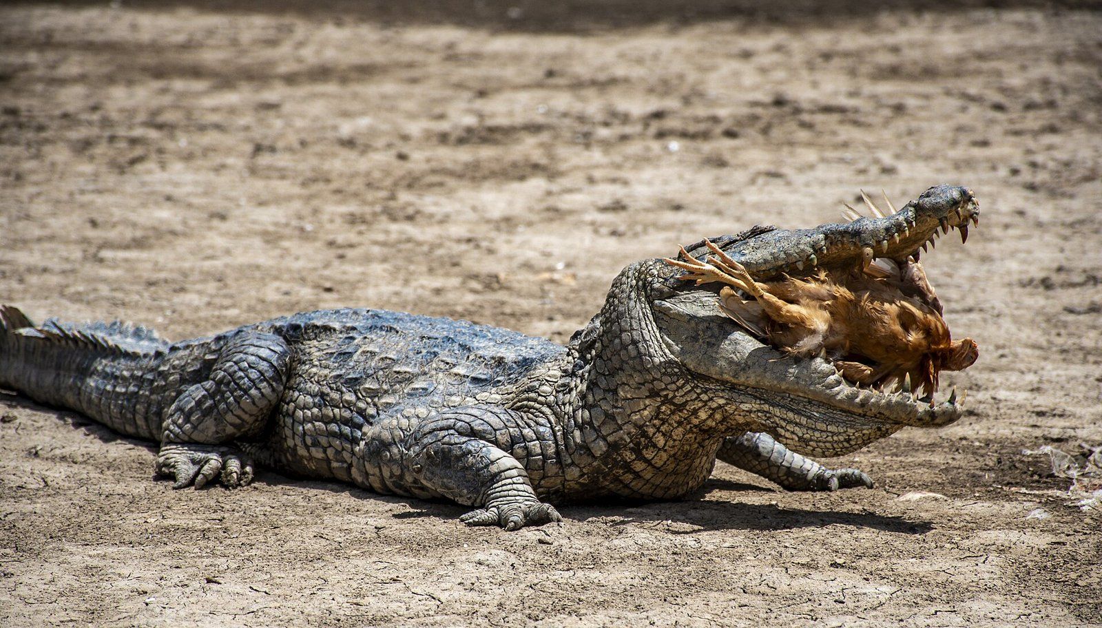 Crocodile de Sabou