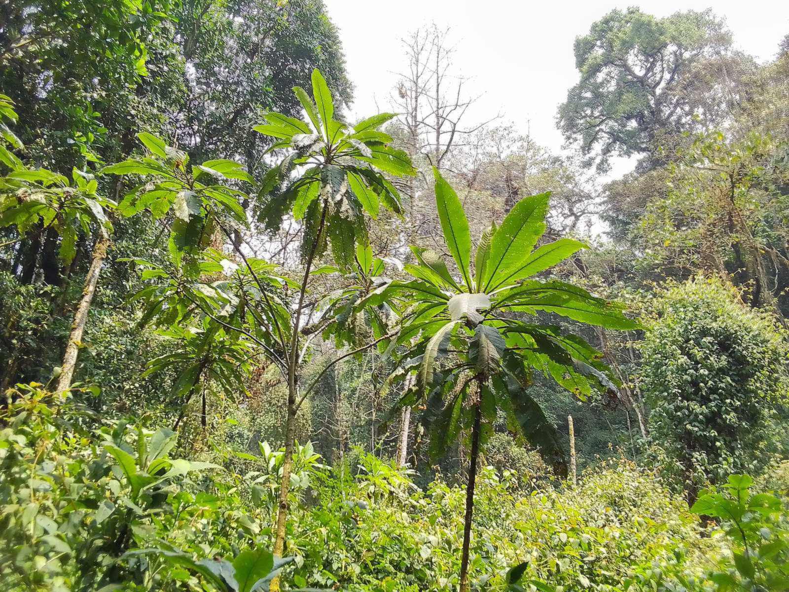 Les arbres et les herbes aux feuilles médicamenteuses de Kibira