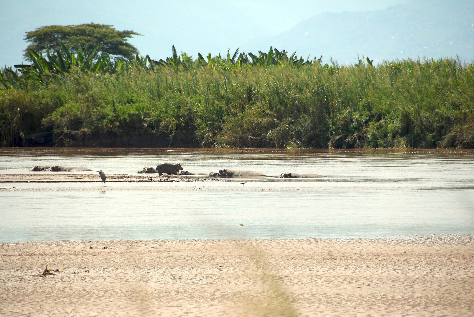 Rusizi National Park - Flickr - Dave Proffer (6)