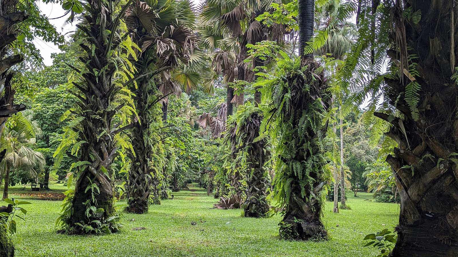 Flora at the limbe Botanical Garden 31
