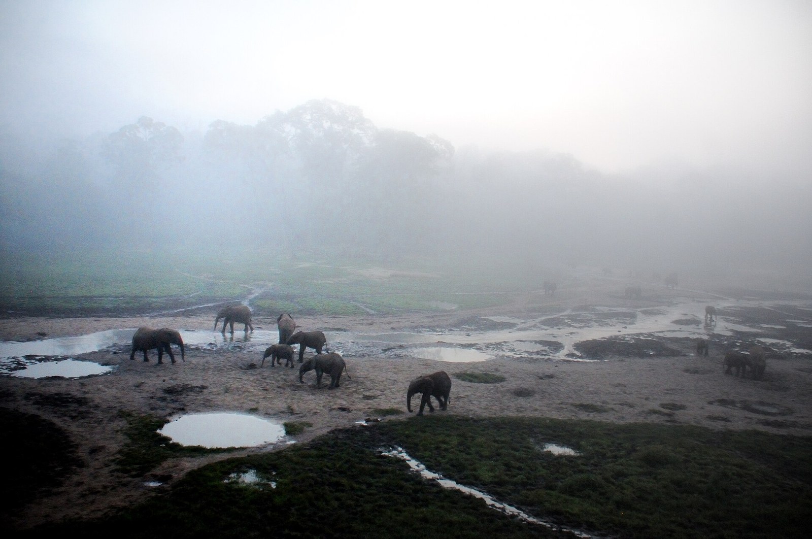 Dzanga Bai at sunrise, Central African Republic
