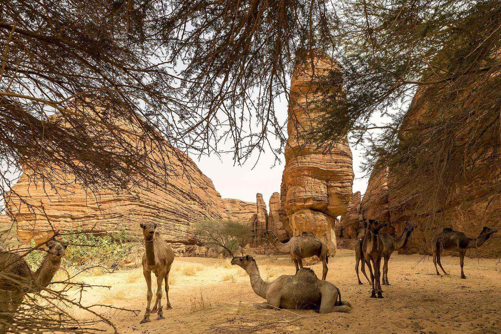 Camels in the Labyrinthe (Maze) sandstone area of the Ennedi, Chad (42405451704)