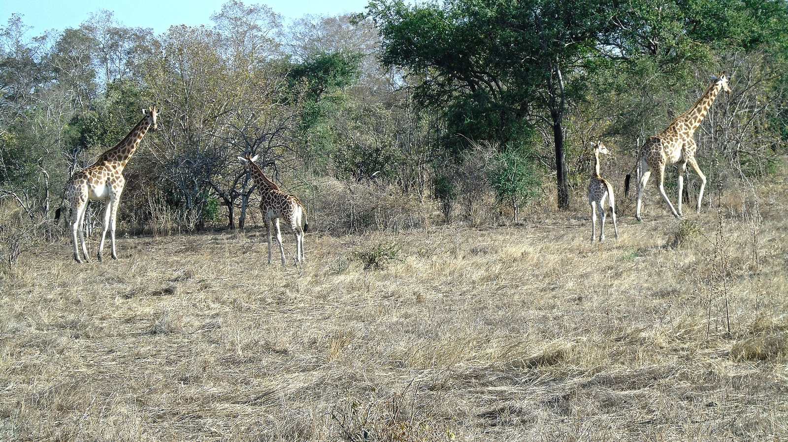 Troupeau de Girafe Dikala