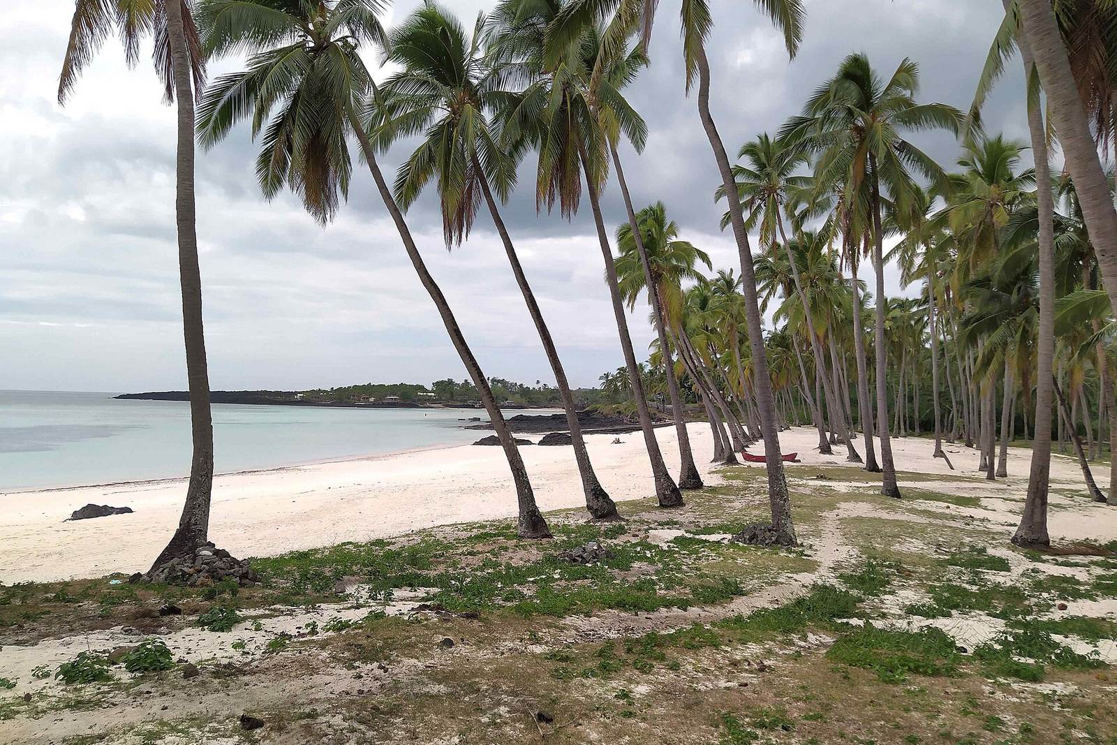 Coconut trees at Mitsamiouli beach Comoros 2