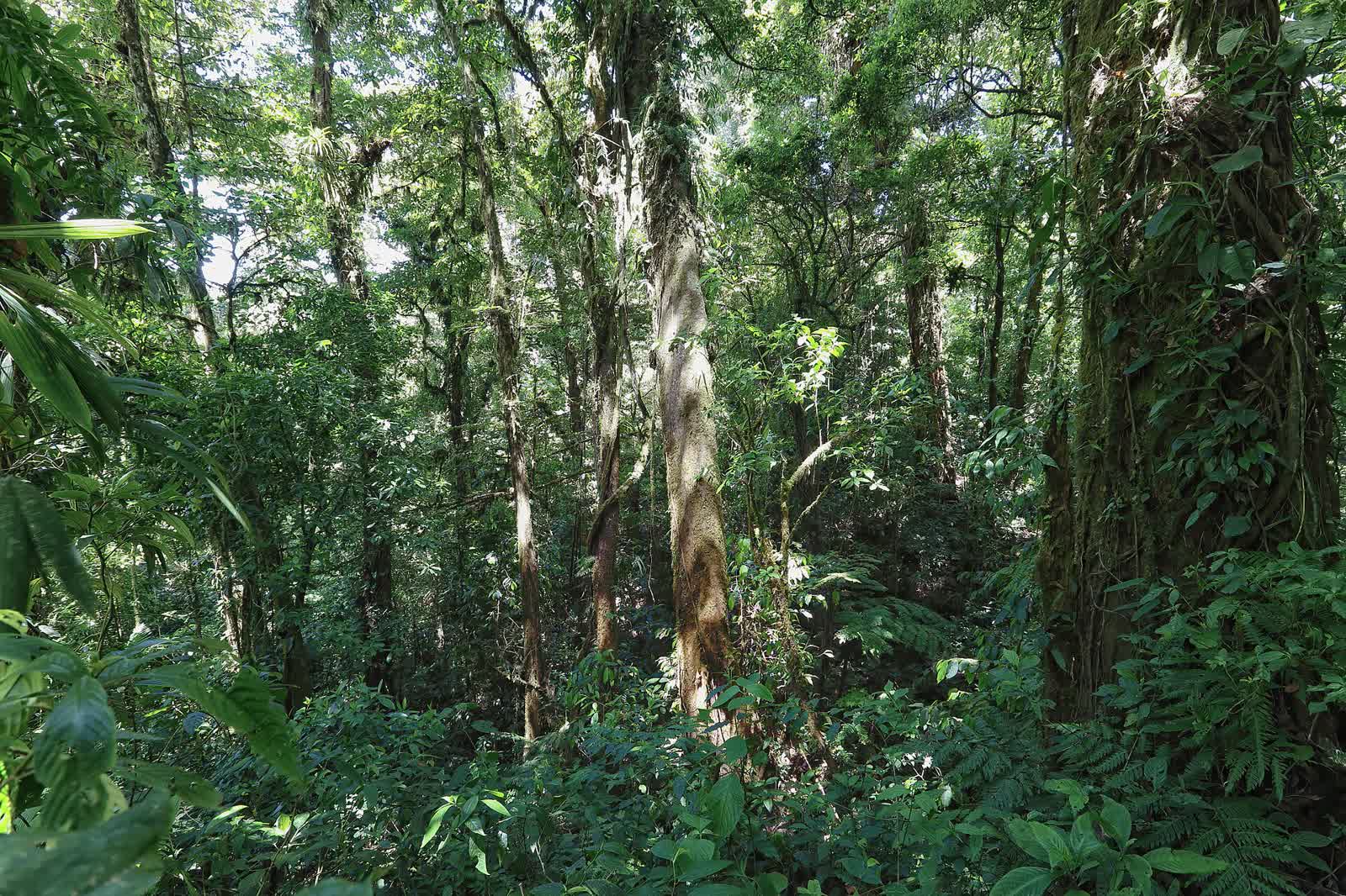 Monteverde Reserve Costa Rica 15