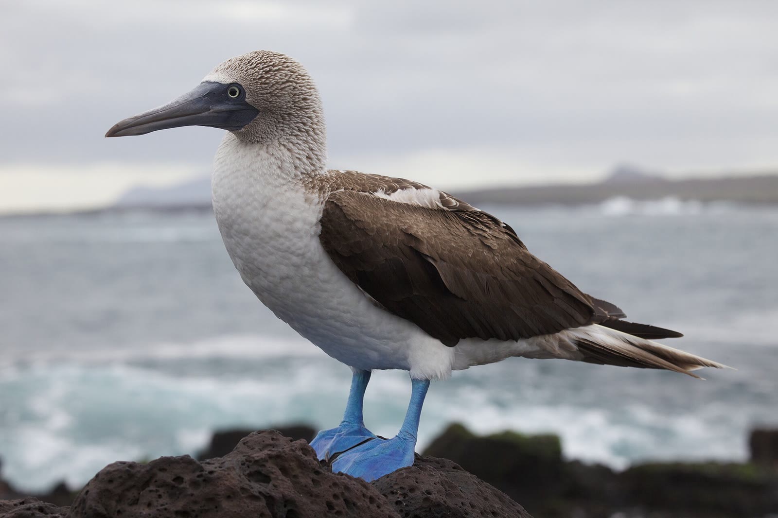 Sula nebouxii -Santa Cruz, Galapagos Islands, Ecuador-8 (1)