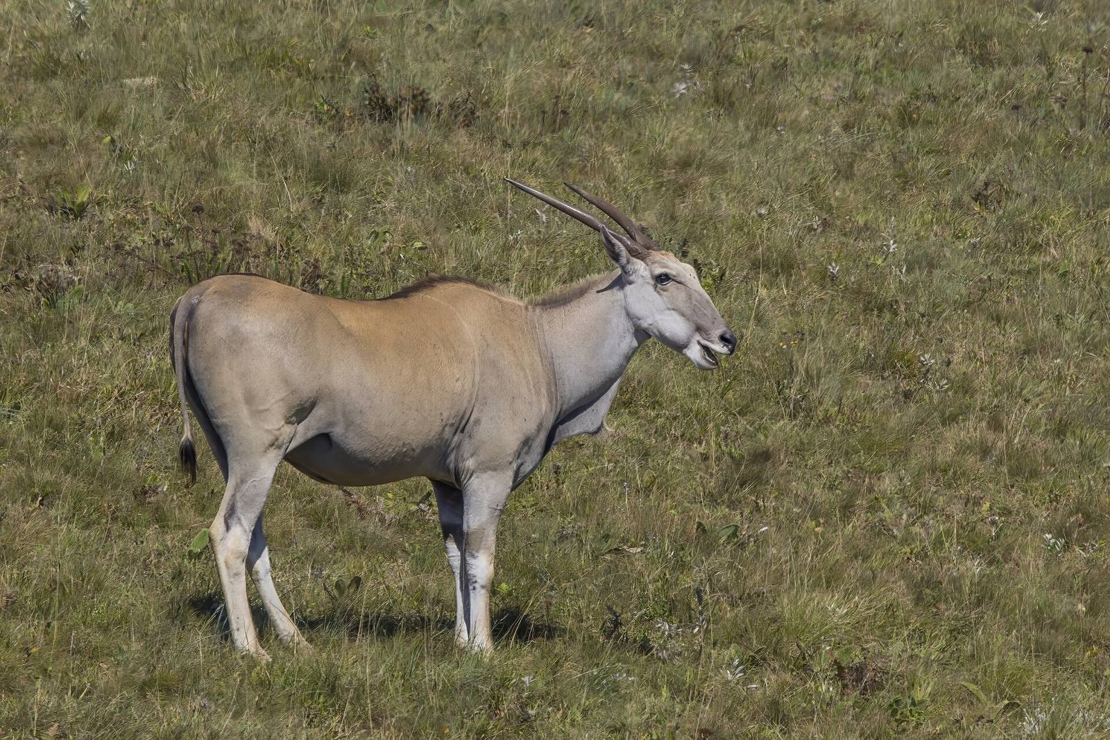 Common eland (Taurotragus oryx) Malolotja 2