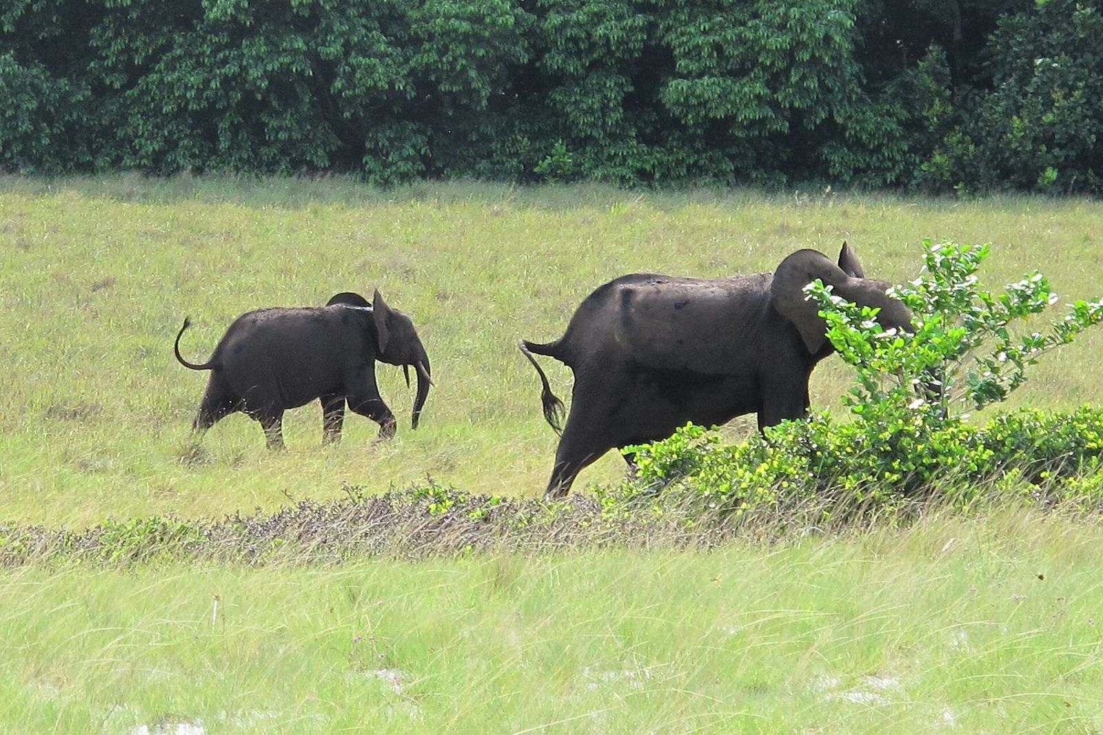 Gabon Loango National Park Elephant with offspring