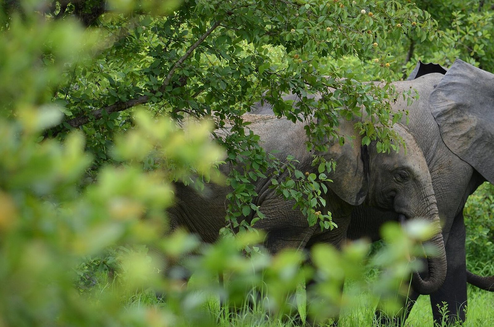 Elephants at the Mole National Wildlife Park