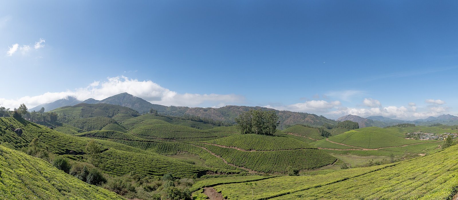 Munnar Tea Plantations-WUS07343-Pano