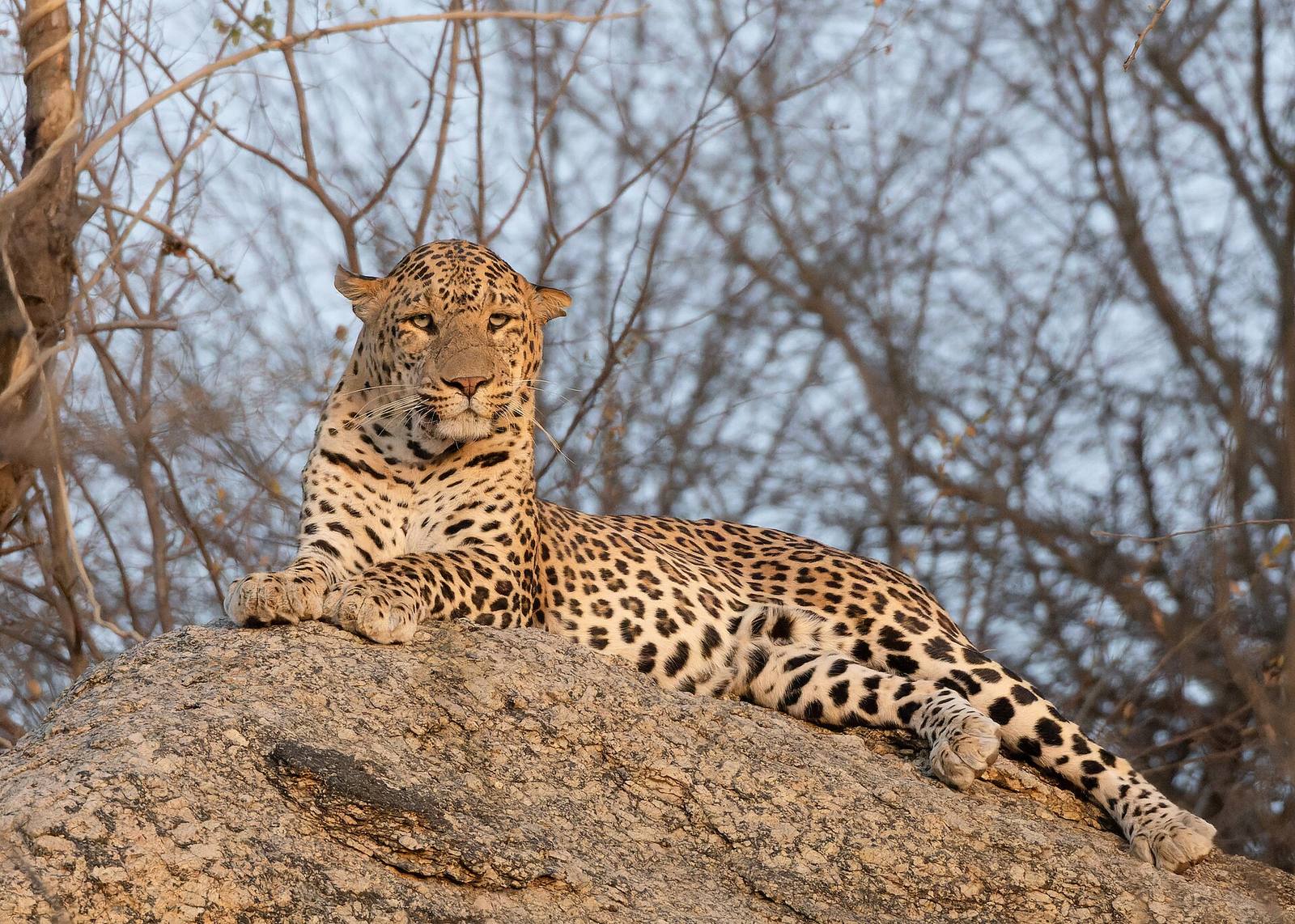 Indian leopard in Jawai Bandh April 2025 by Tisha Mukherjee 02