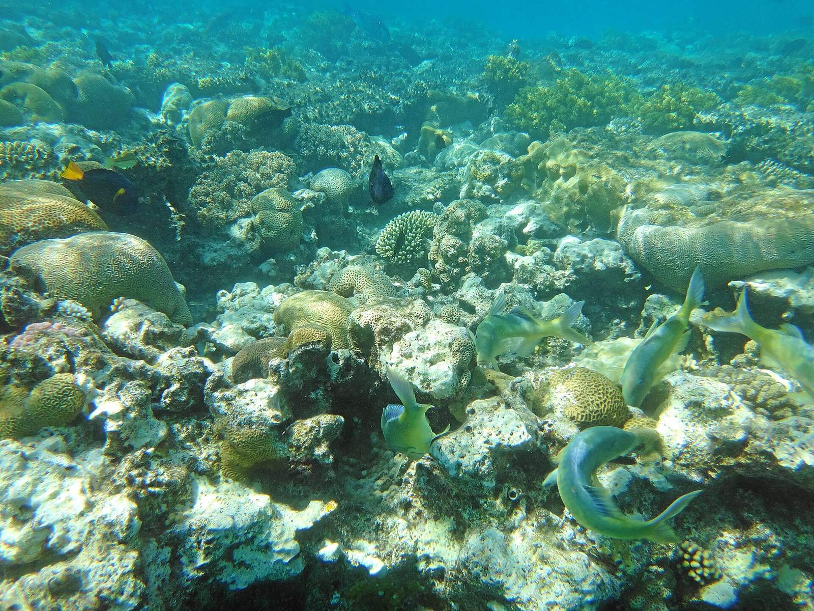 Eilat-coral-beach-reserve-a