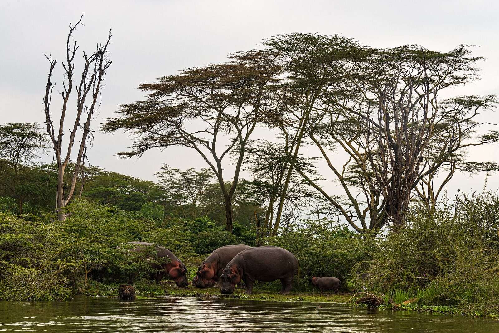 Hippos, with young, eating on the shore of Lake Naivasha, Kenya