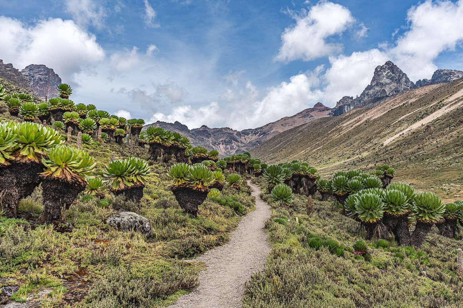 Ansicht im Mount Kenya Nationalpark 1