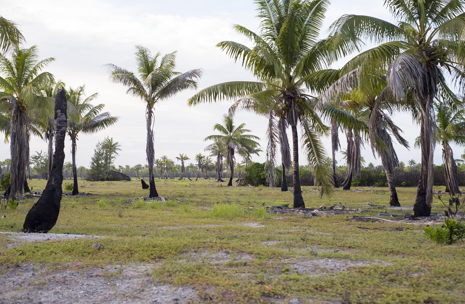 Kiritimati or Christmas Island (14190109048)