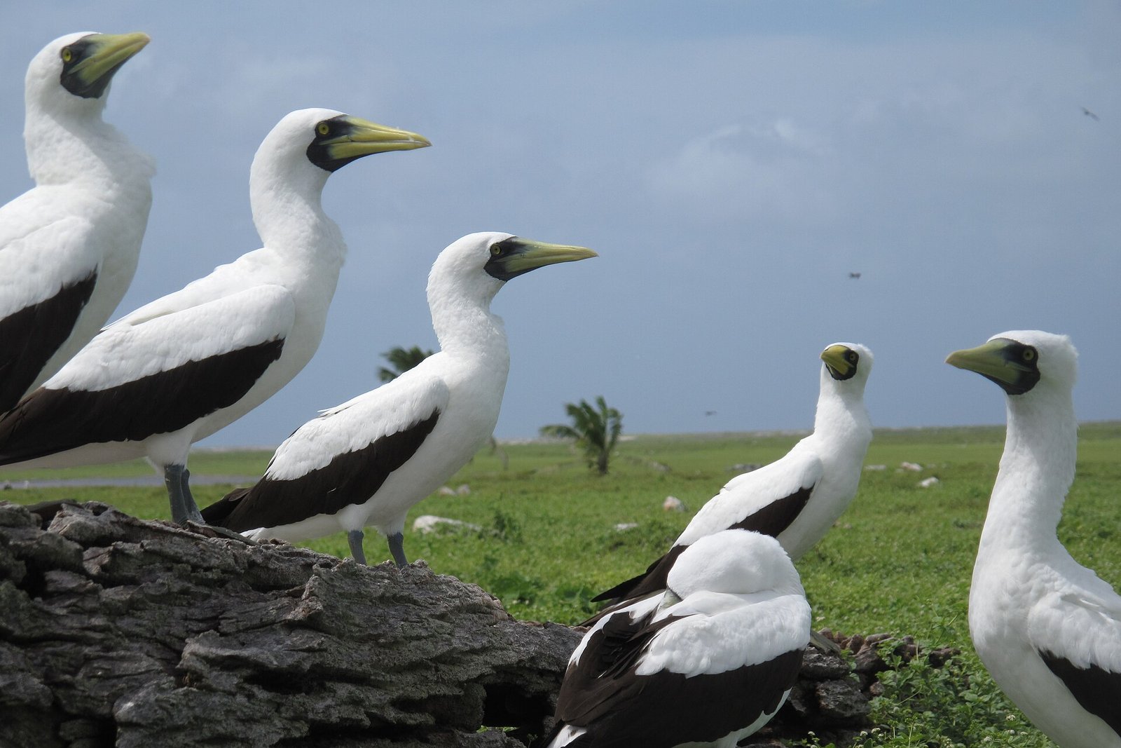 Phoenix Islands Protected Area-114868