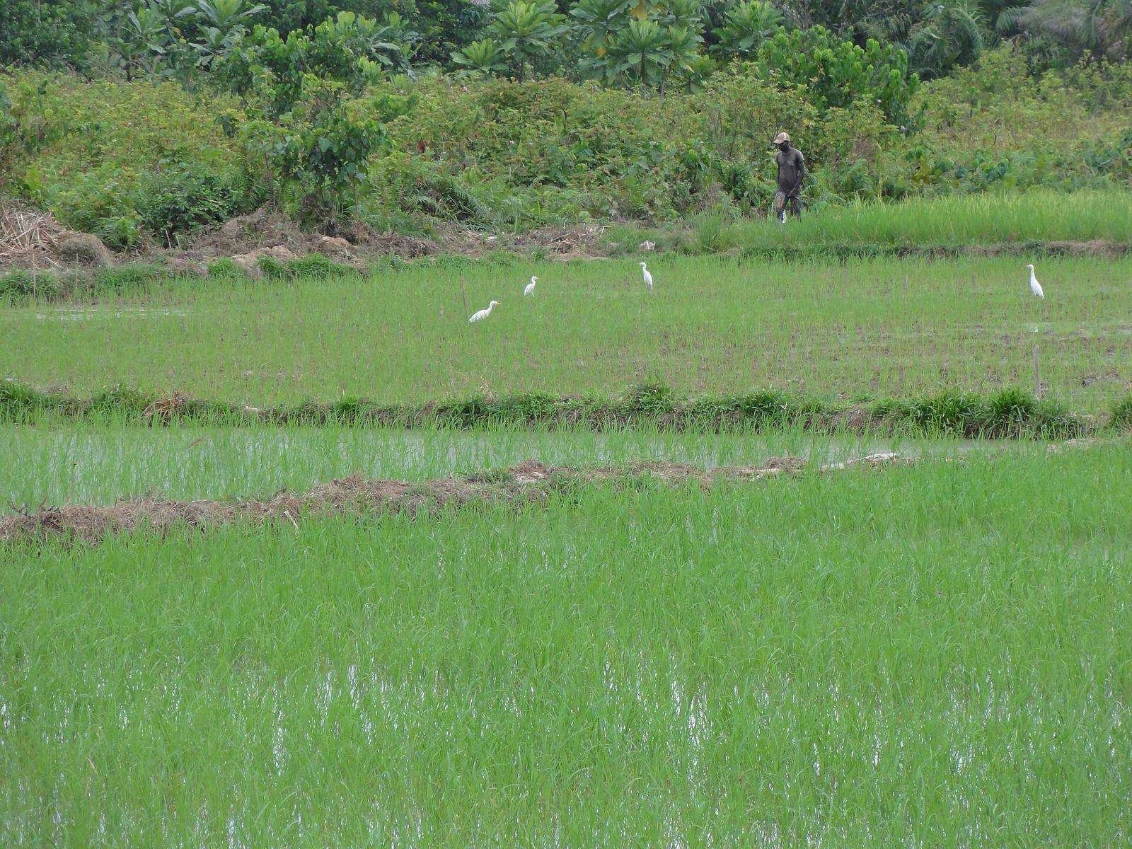 Rice experiments at CARI's HQ in Suakoko, Bong county, Liberia - panoramio (8)