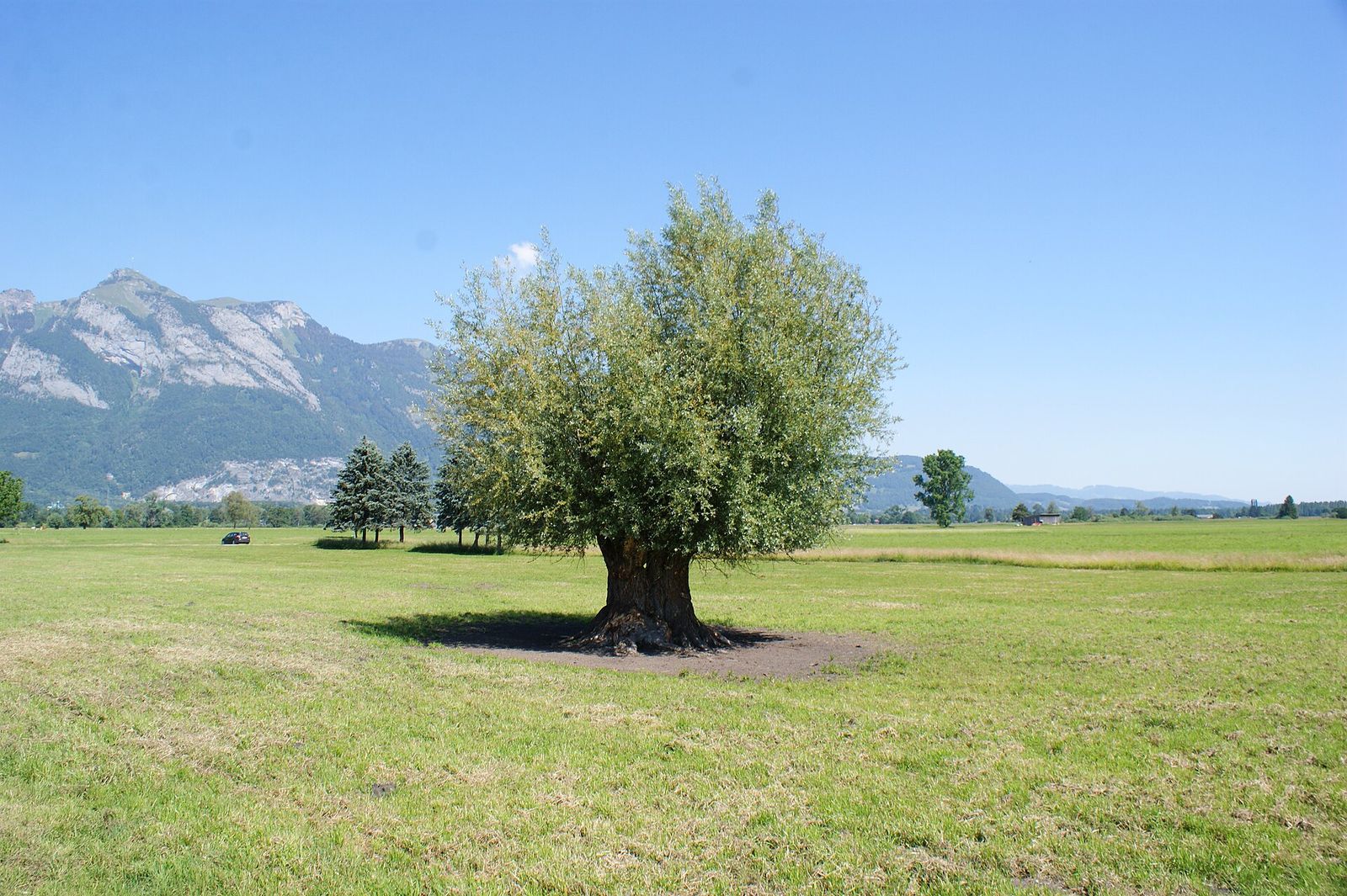Ruggell-Salix Alba-Oskarietle-Obj 1103-05ASD