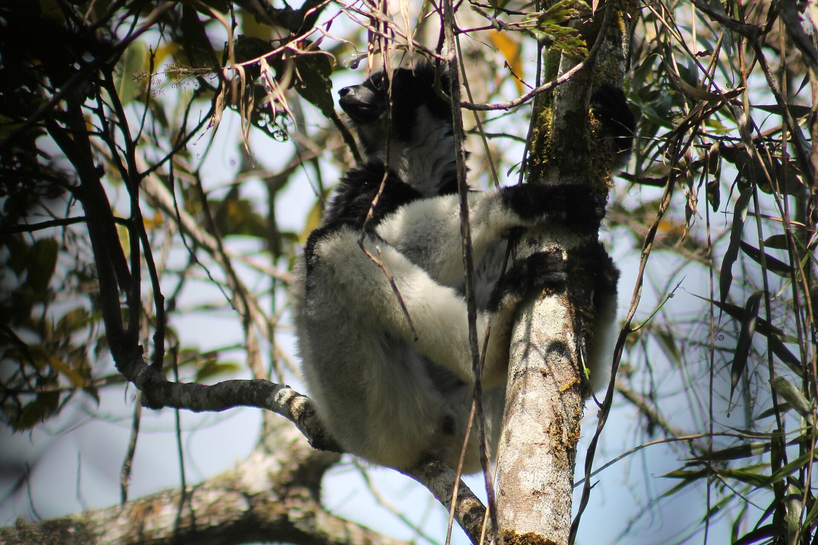 Indri, Andasibe 02