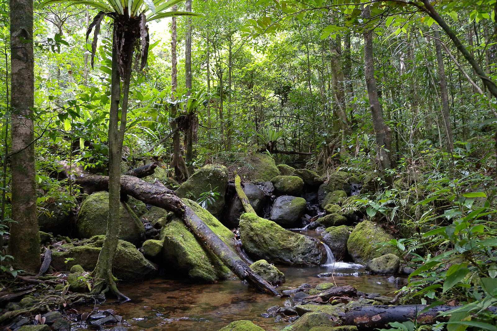 Lowland rainforest, Masoala National Park, Madagascar (4026784053)