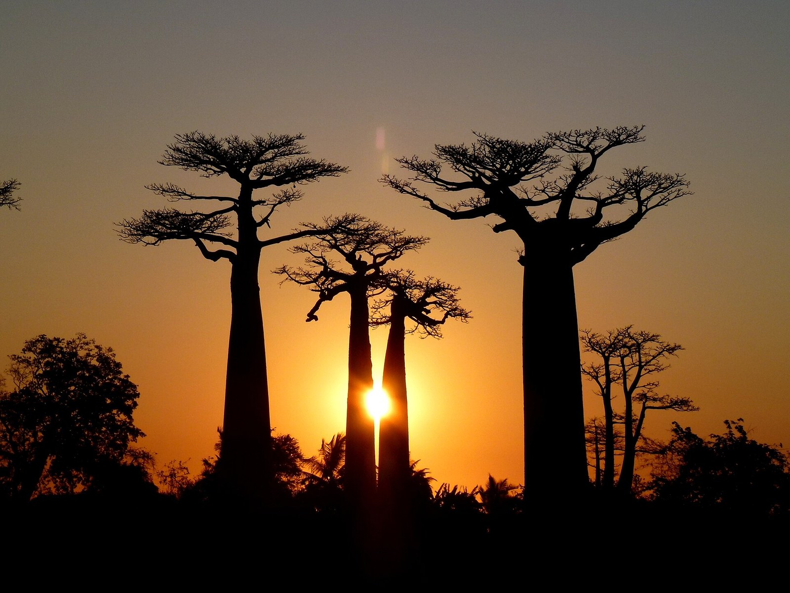 Sunset Baobab Avenue Morondava Madagascar - panoramio