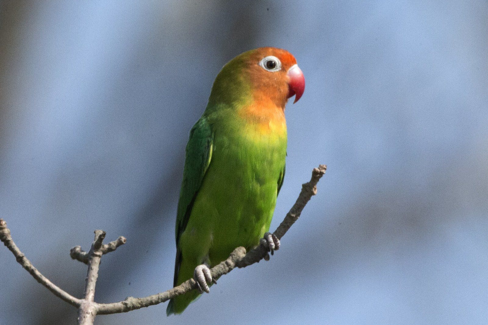 Lilian's Lovebird (Agapornis lilianae) (23684435122)