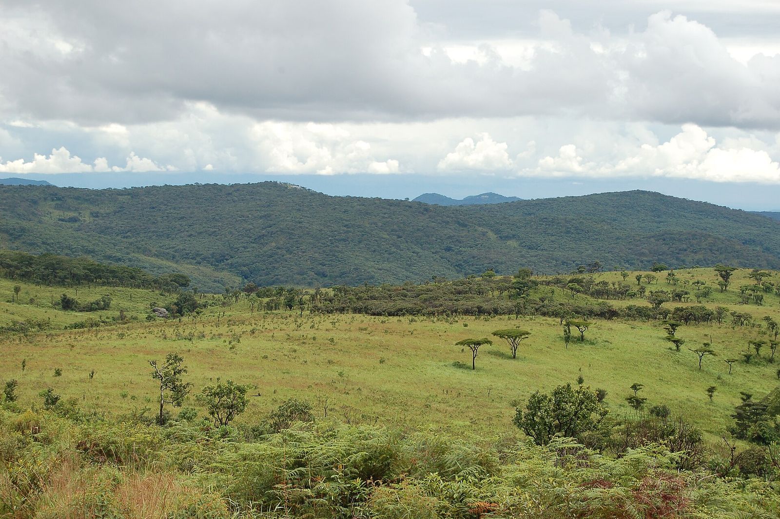 Nyika National Park, Malawi (2489516573)