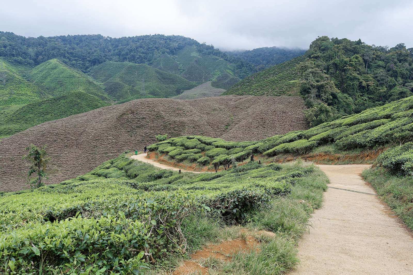 Cameron Bharat Tea Plantation, Cameron Highlands, Malaysia, 20250829 1535 4120