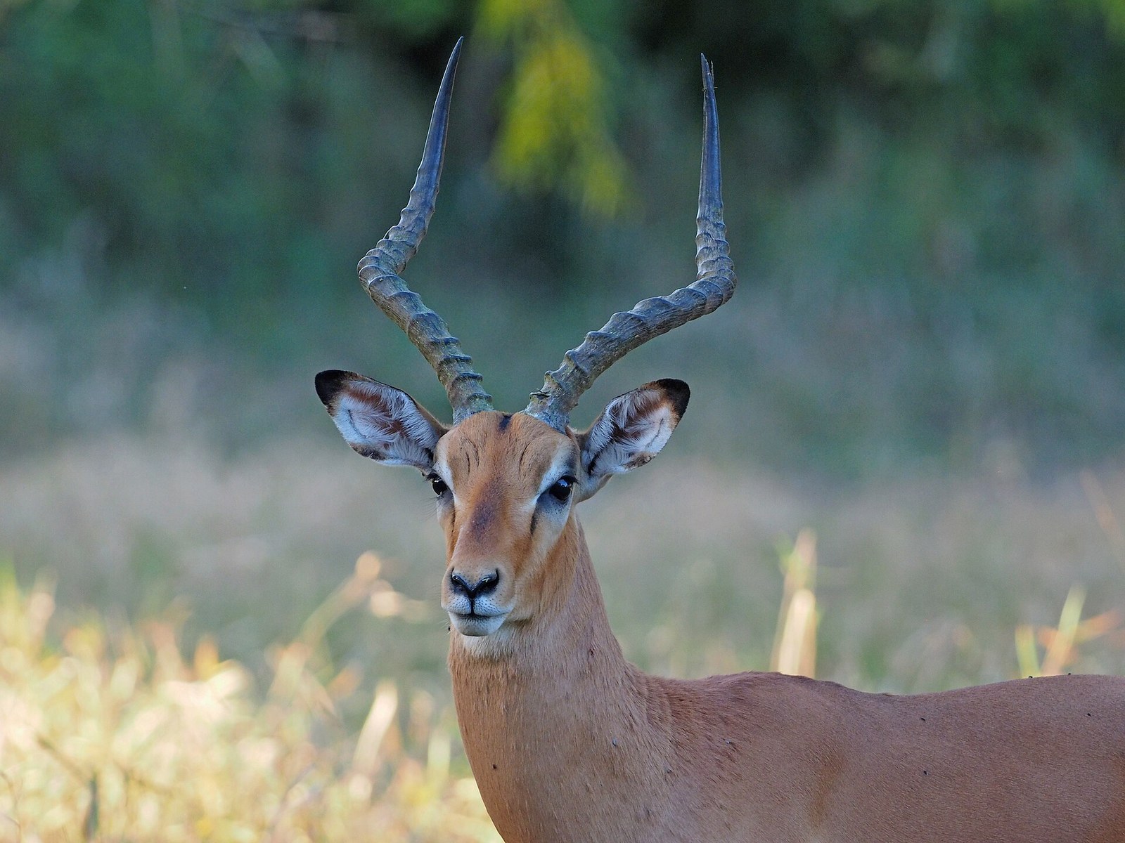 Impala - Aepyceros melampus, Gorongosa National Park, Mozambique (46712542341)