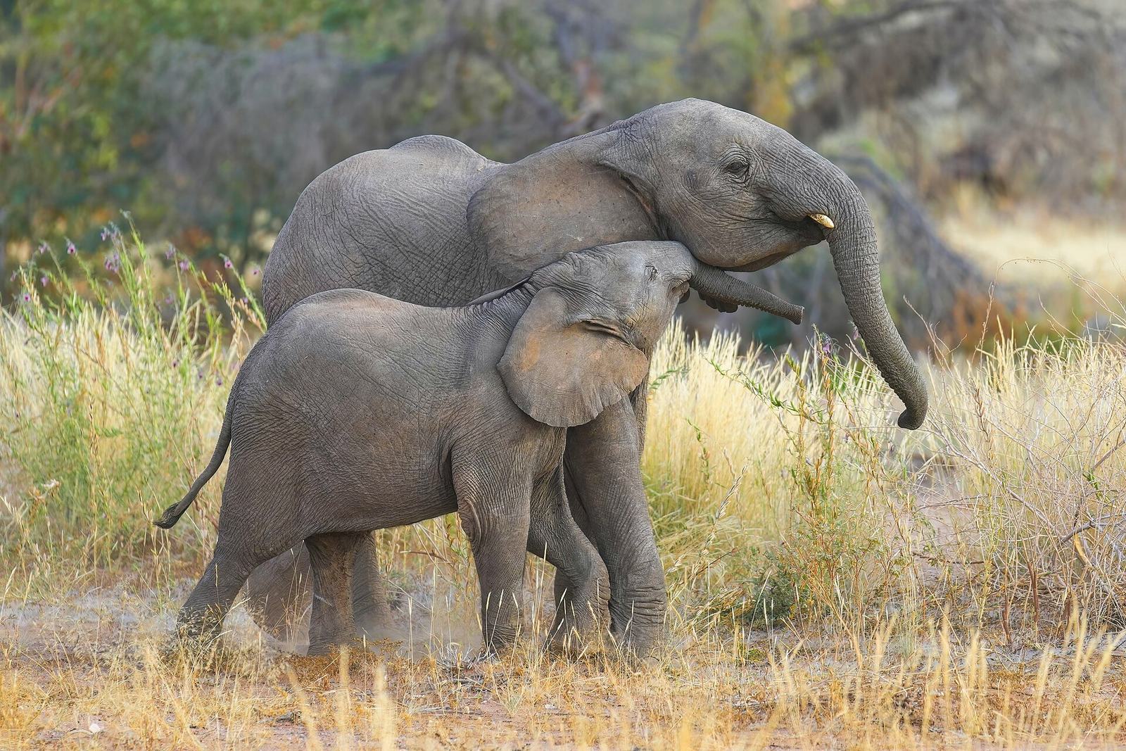 004 Desert-adapted baby elephants cuddling in Damaraland Photo by Giles Laurent