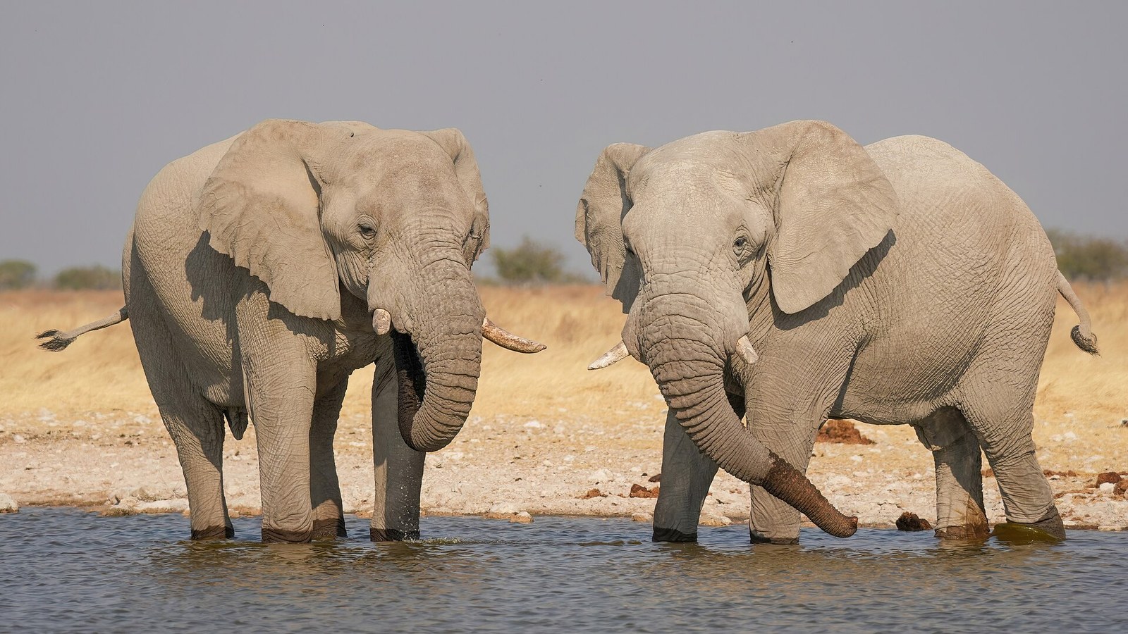 179 Male African bush elephants drinking in Etosha National Park Photo by Giles Laurent