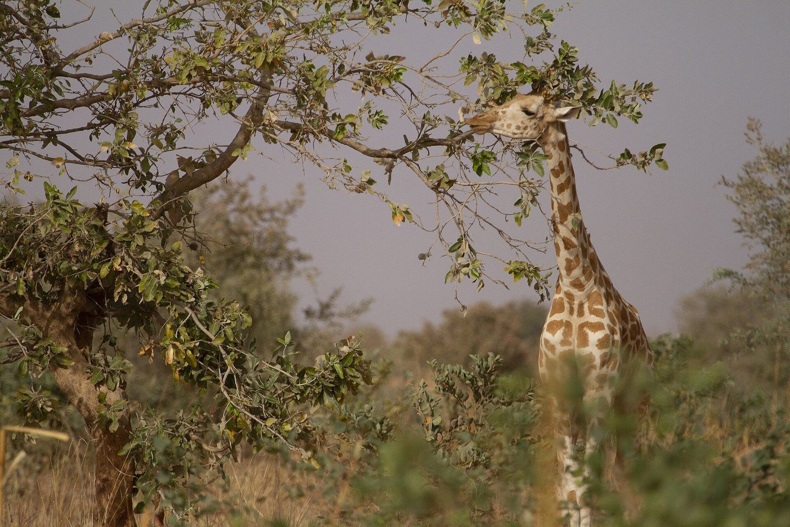 Dernière girafe d'Afrique de l'Ouest - Girafe peralta - Giraffa camelopardalis peralta