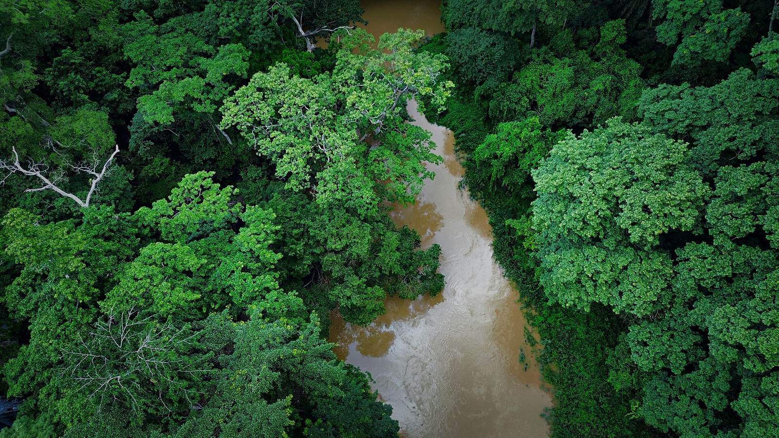 The Osun Osogbo sacred grove 01