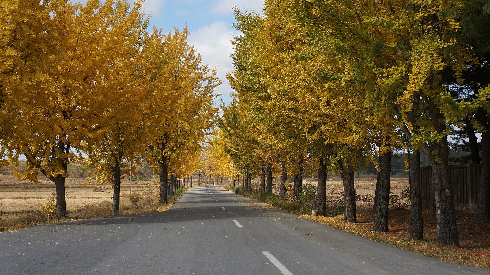 Fall Foliage in Kaesong, North Korea