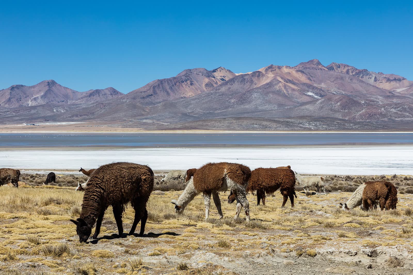 LLamas (Lama glama in Peru), Laguna de Salinas, Arequipa, Perú, 2015-08-02, DD 41