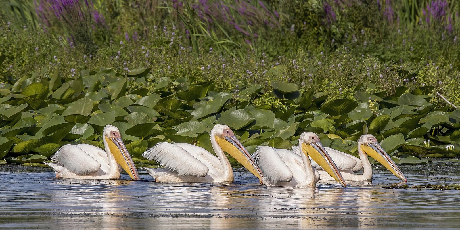 White pelicans (Pelecanus onocrotalus) Danube delta