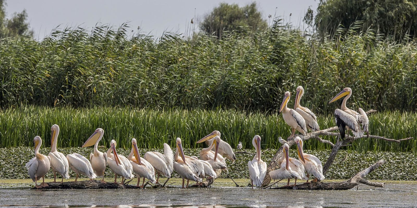 White pelicans (Pelecanus onocrotalus) Danube delta 2