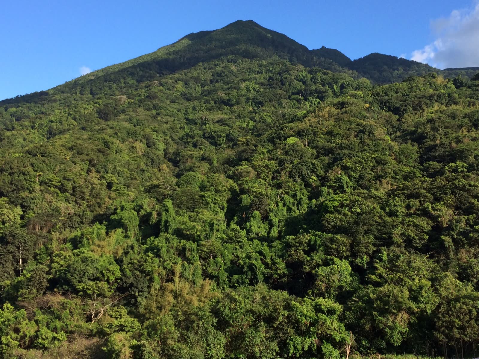 Kittitian Hill - Forest