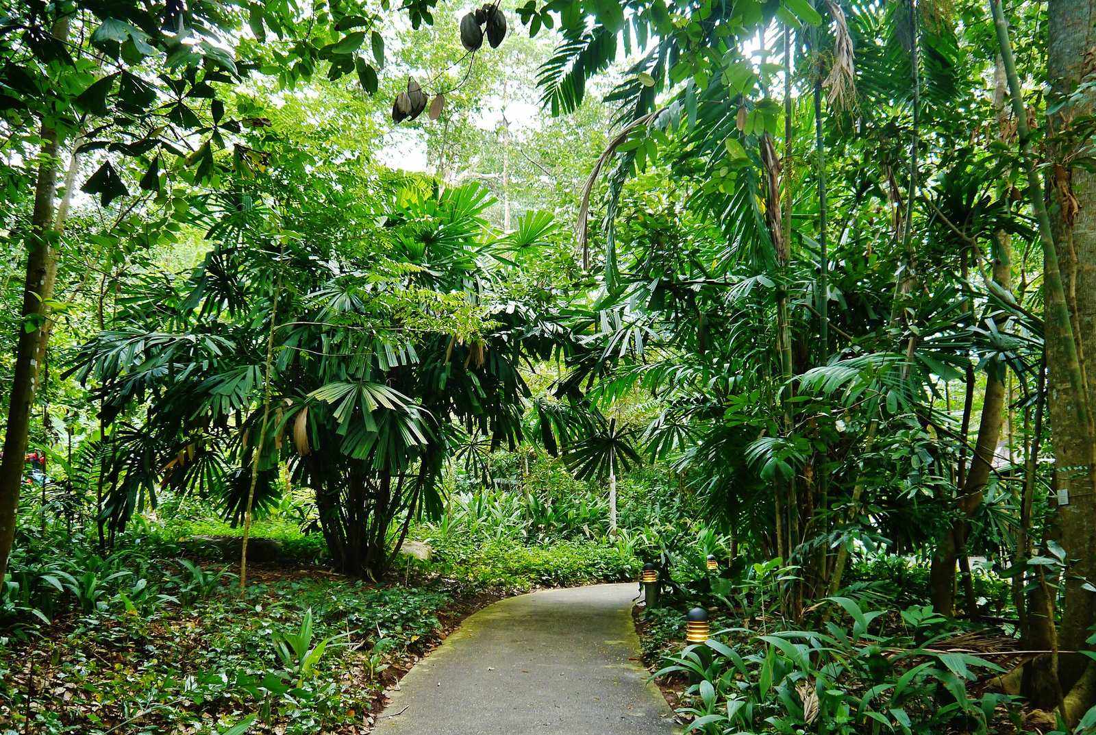 Singapore Bukit Timah Nature Reserve 5