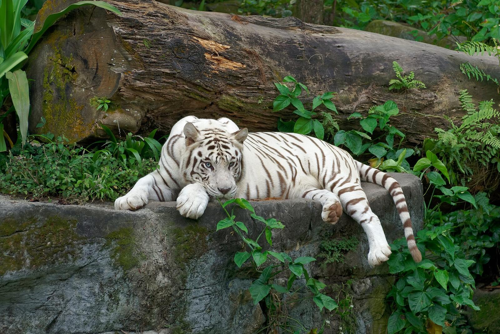 White tiger at Singapore Zoo, 20240206 0831 6134