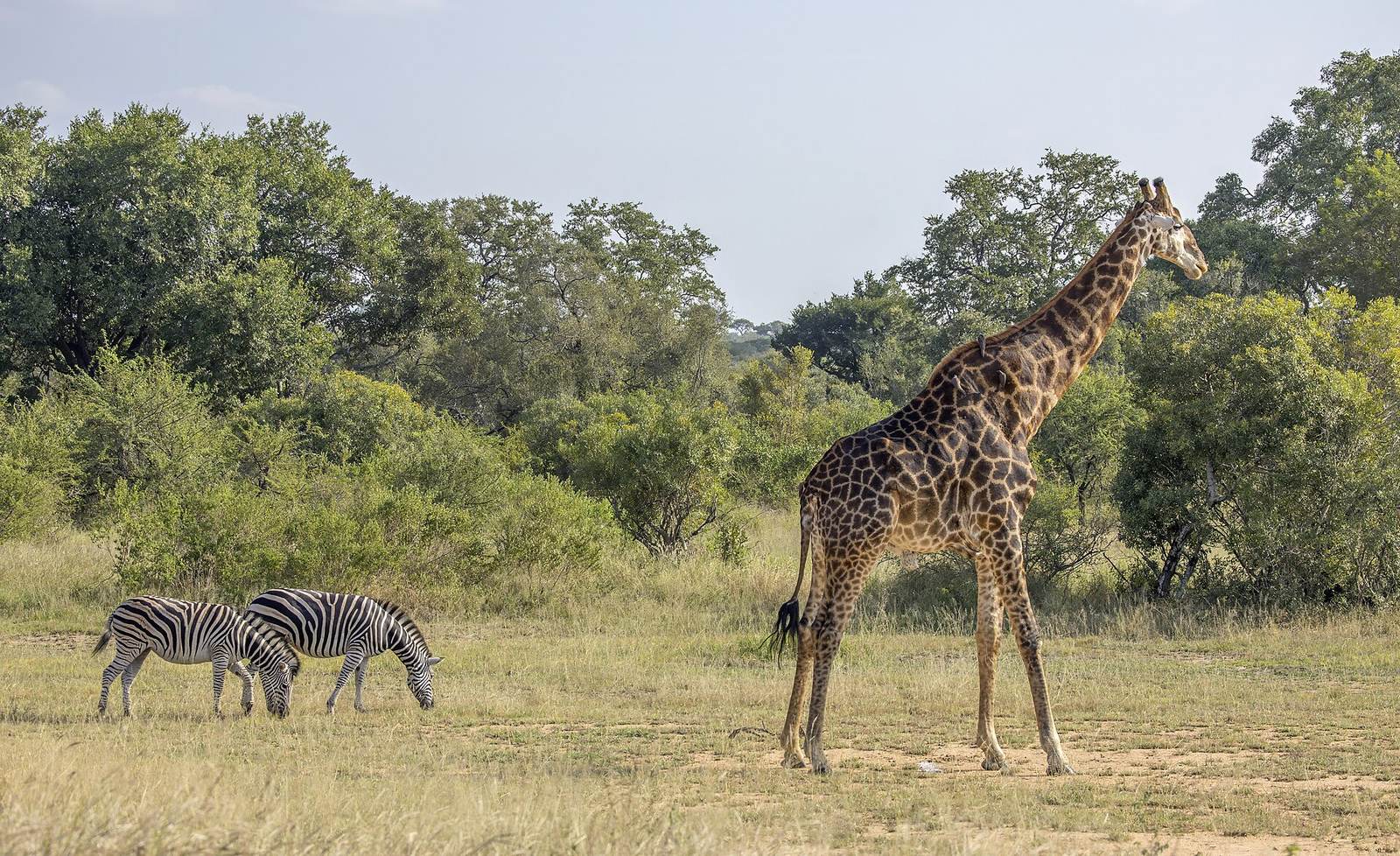 South African giraffe (Giraffa camelopardalis giraffa) with zebra (Equus quagga) Kruger