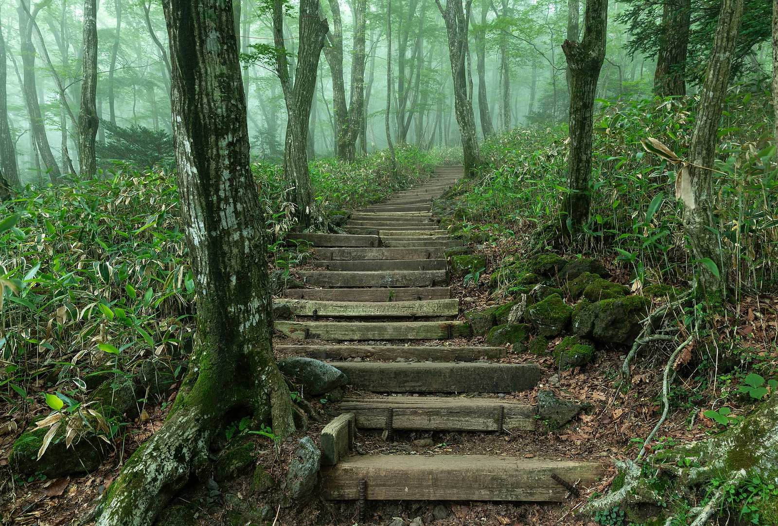 Wooden staircase steps in the forest of Hallasan Park Eorimok Trail at dusk on Jeju Island in South Korea