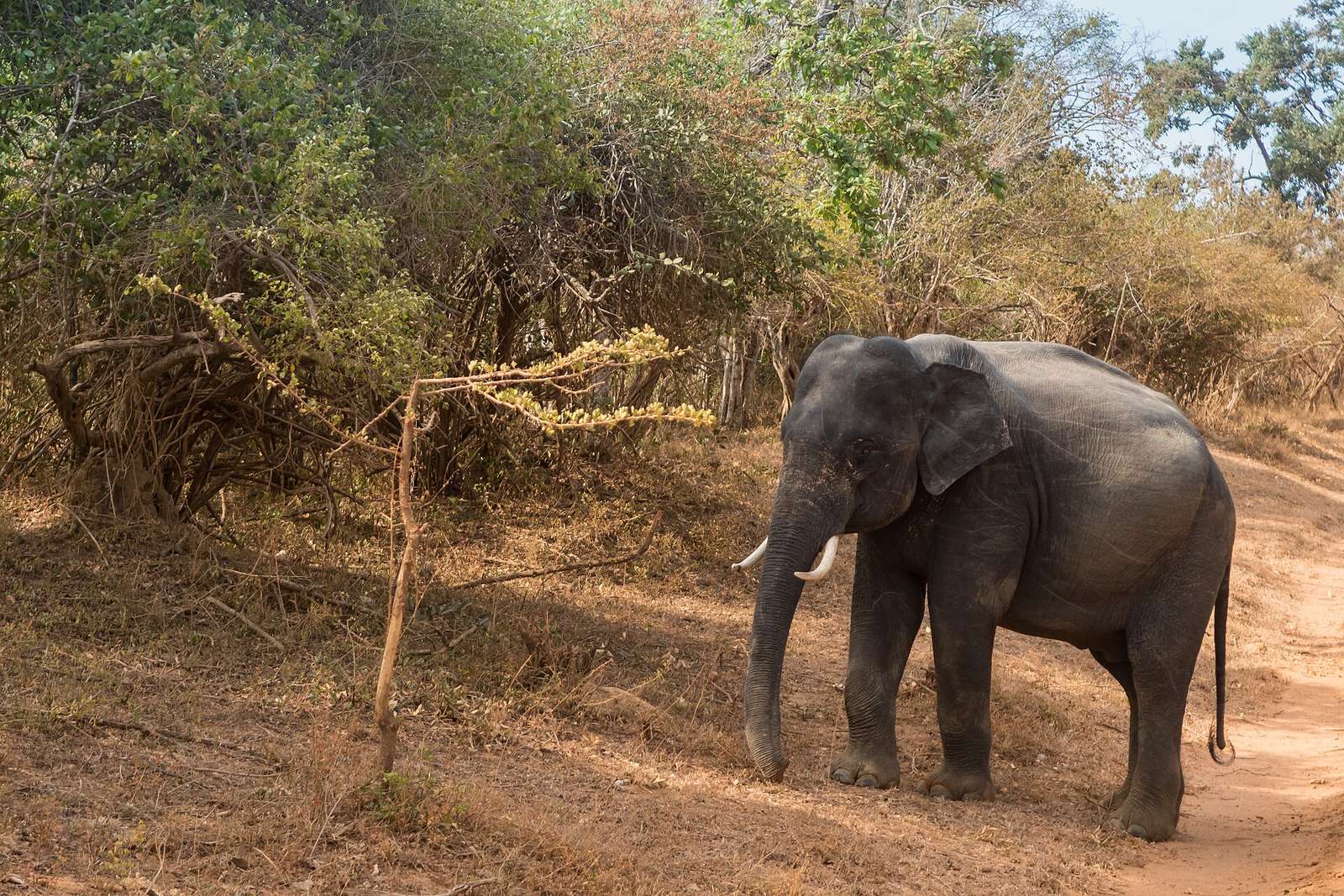 Safari Yala Nationalpark Sri Lanka