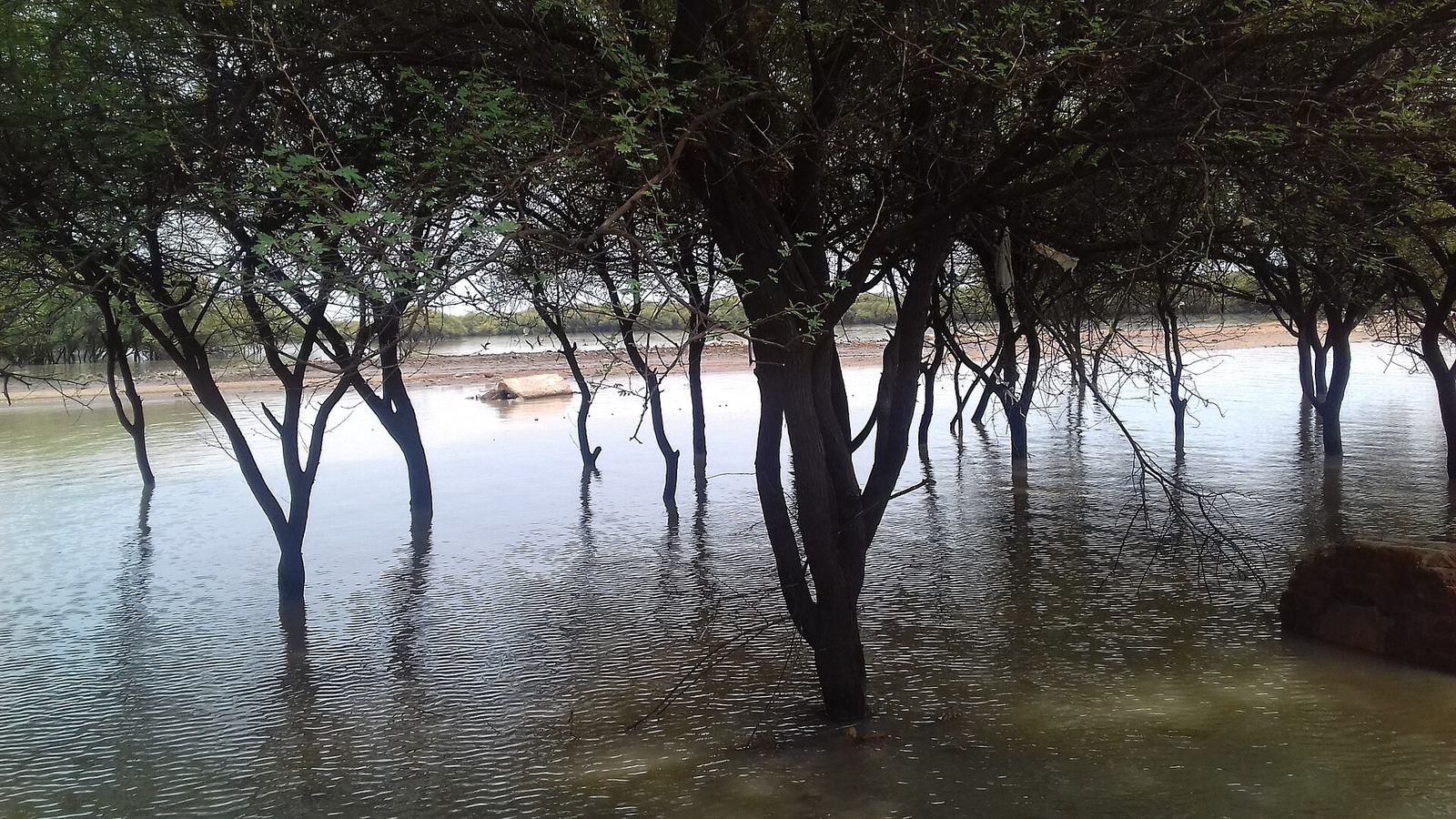 Sunut Forest, Khartoum