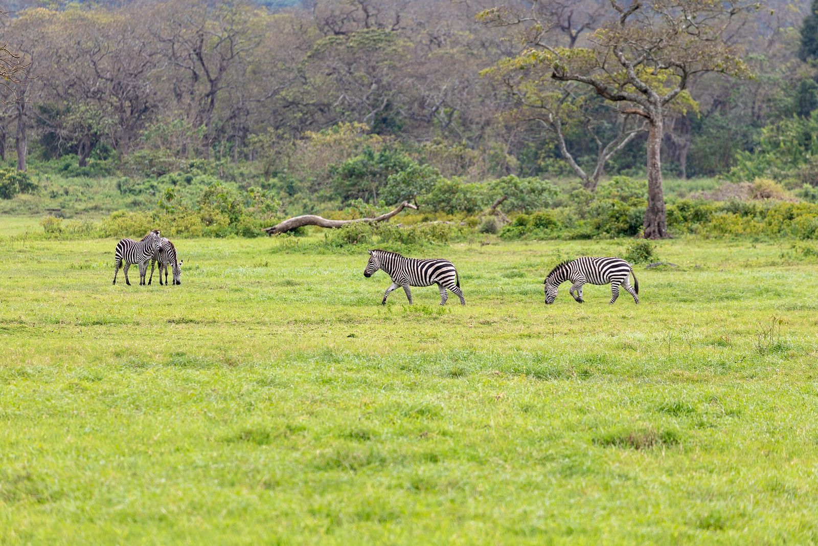 Nature of Arusha National Park (8)